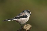 Long Tailed Tit Llandudno