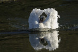 Mute Swan Bosherton Pembrokeshire