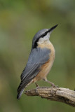 Nuthatch Llandudno