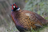 Pheasant Llandudno