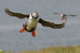 Atlantic Puffin    Scotland