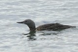 Red-throated Diver    Wales