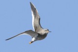 Redshank  Conwy RSPB