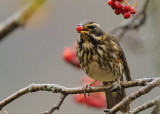 Redwing     Wales