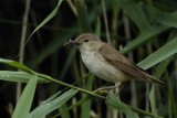 Reed Warbler Conwy RSPB