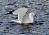 Ring-billed Gull     Wales