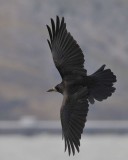 Rook Llandudno