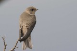 Sand Martin River Derwent Cumbria