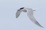 Common Tern  Cemlyn Bay Anglesey