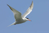 Common Tern Cemlyn Bay Anglesey