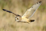 Short Eared Owl   Conwy