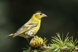 Siskin   Ruthin Clwyd