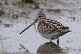 Common Snipe      England