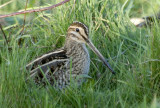 Common Snipe      Wales