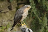 Sparrowhawk     Wales
