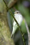Spotted Flycatcher Pensychnant   Conwy