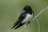 Swallow Minsmere Suffolk