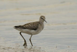 Wood Sandpiper    Wales