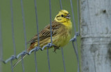 Yellowhammer   Aberdaron