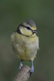 Blue Tit    Llandudno