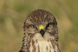 Common Buzzard Wales
