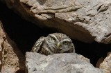 Little Owl  Little Orme  Llandudno