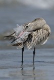 Bar-tailed Godwit  Gambia