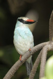 Blue-breasted Kingfisher    Gambia