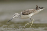 Greenshank  Gambia