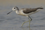 Greenshank  Gambia