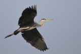 Grey Heron  Gambia