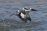 Pied Kingfisher  Gambia