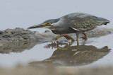 Striated Heron  Gambia