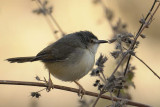 Tawny Flanked Prinia  Gambia