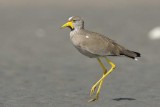 Wattled Plover Gambia