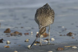 Whimbrel    Gambia