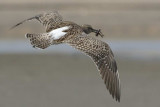 Whimbrel    Gambia