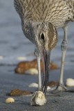 Whimbrel Gambia