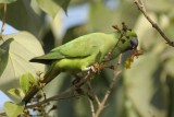 Rose-ringed Parakeet    Gambia