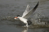 Caspian Tern Gambia