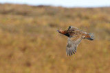 Red Grouse Long Mynd Shropshire