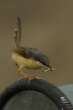 Ashy Prinia  Goa