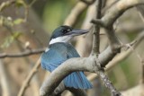 Collared Kingfisher  Goa