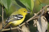 Common Iora   Goa