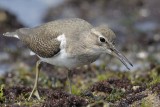 Common Sandpiper Goa