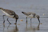 Broad-billed Sandpiper   Goa