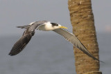 Greater Crested Tern  Goa
