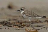 Greater Sand Plover  Goa