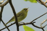 Greenish Warbler  Goa
