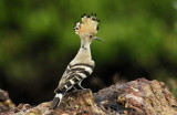 Hoopoe Goa